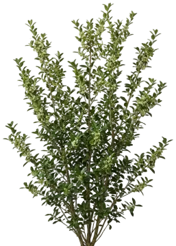 Yaupon Holly cut-out illustration
