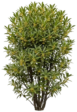 Yellow Anise cut-out illustration