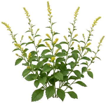 Zigzag Goldenrod cut-out illustration