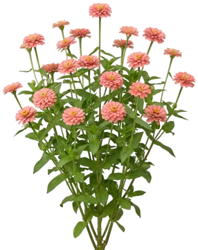 Coral Zinnia cut-out illustration