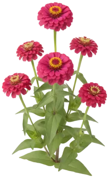 Magenta Zinnia cut-out illustration