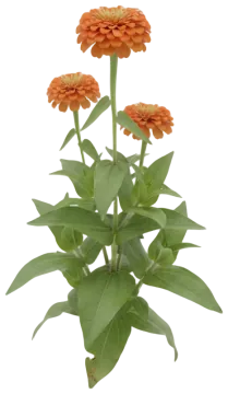 Orange Zinnia cut-out illustration