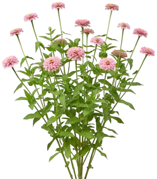 Pink Zinnia cut-out illustration