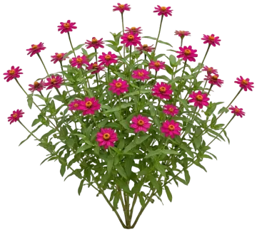 Profusion Cherry cut-out illustration
