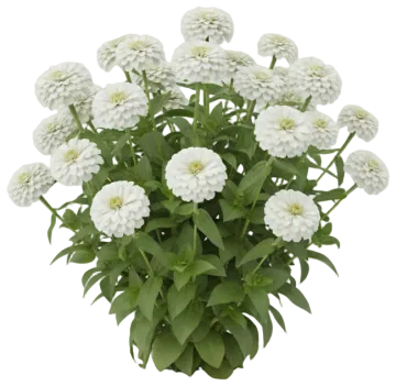 Profusion White cut-out illustration