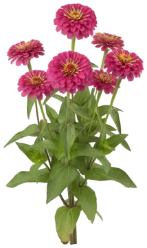 Purple Zinnia cut-out illustration