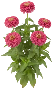 Uproar Rose cut-out illustration