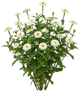White Zinnia cut-out illustration