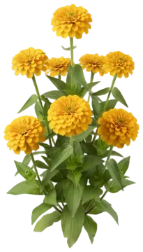 Yellow Zinnia cut-out illustration