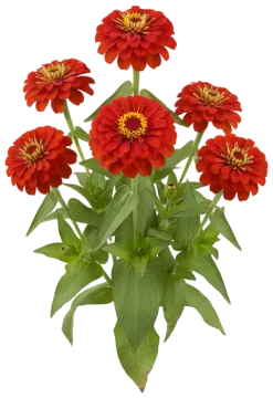 Zinnia cut-out illustration