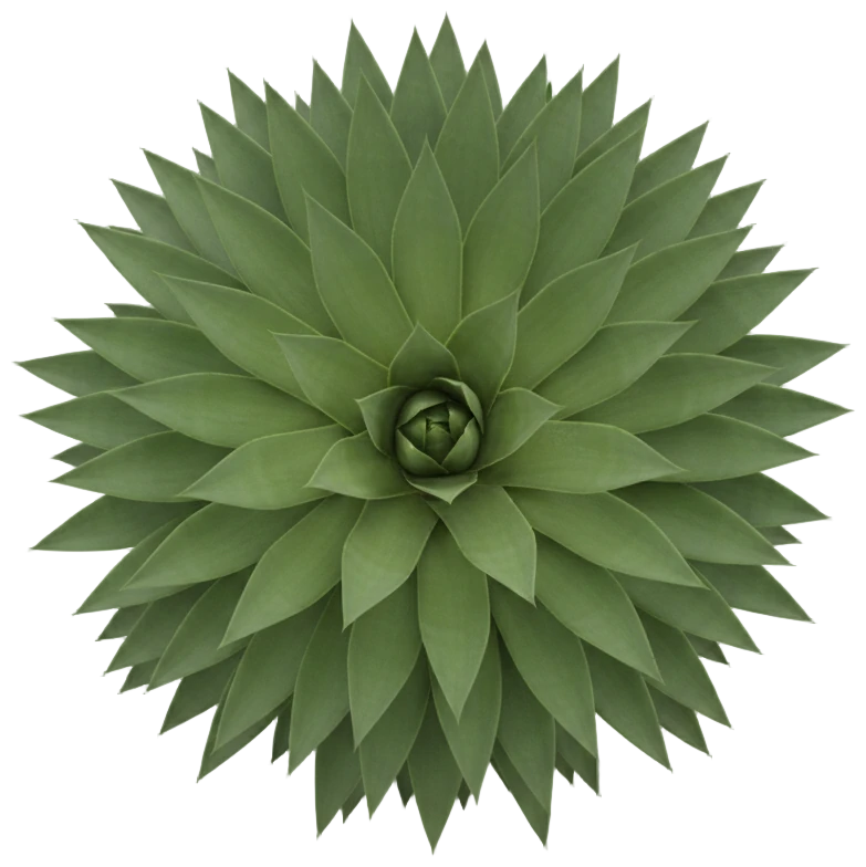 Agave cut-out illustration