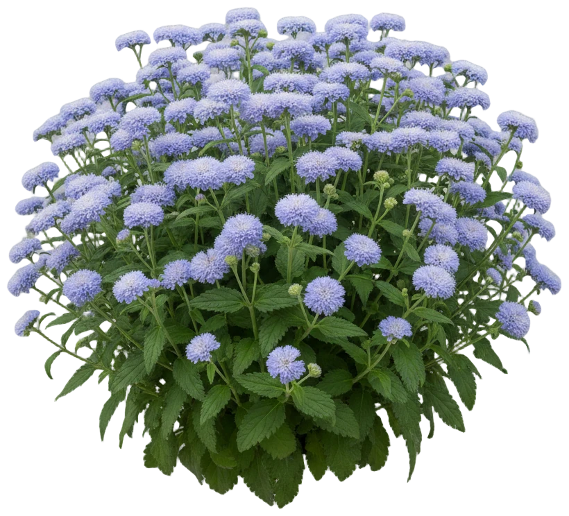 Ageratum cut-out illustration