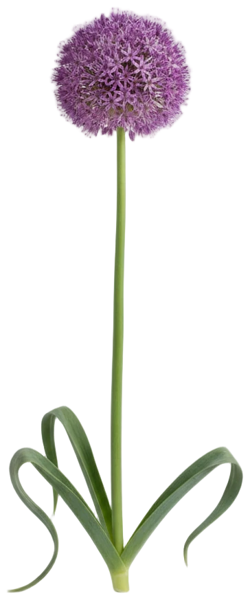 Giant Allium cut-out illustration