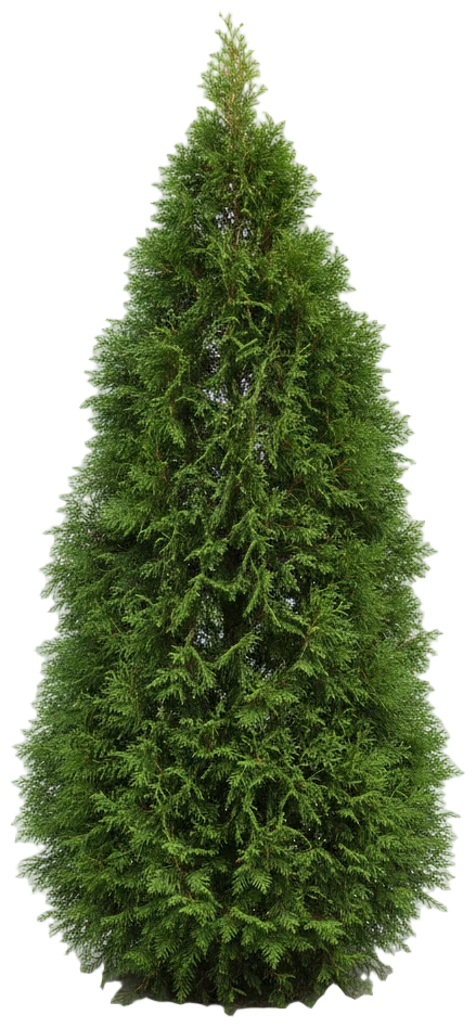 Arborvitae cut-out illustration