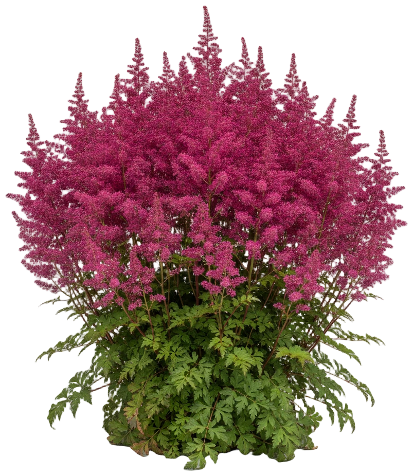 Astilbe cut-out illustration
