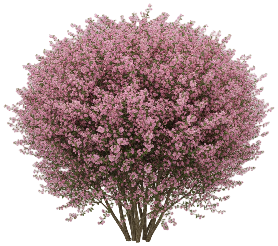 Beautyberry cut-out illustration
