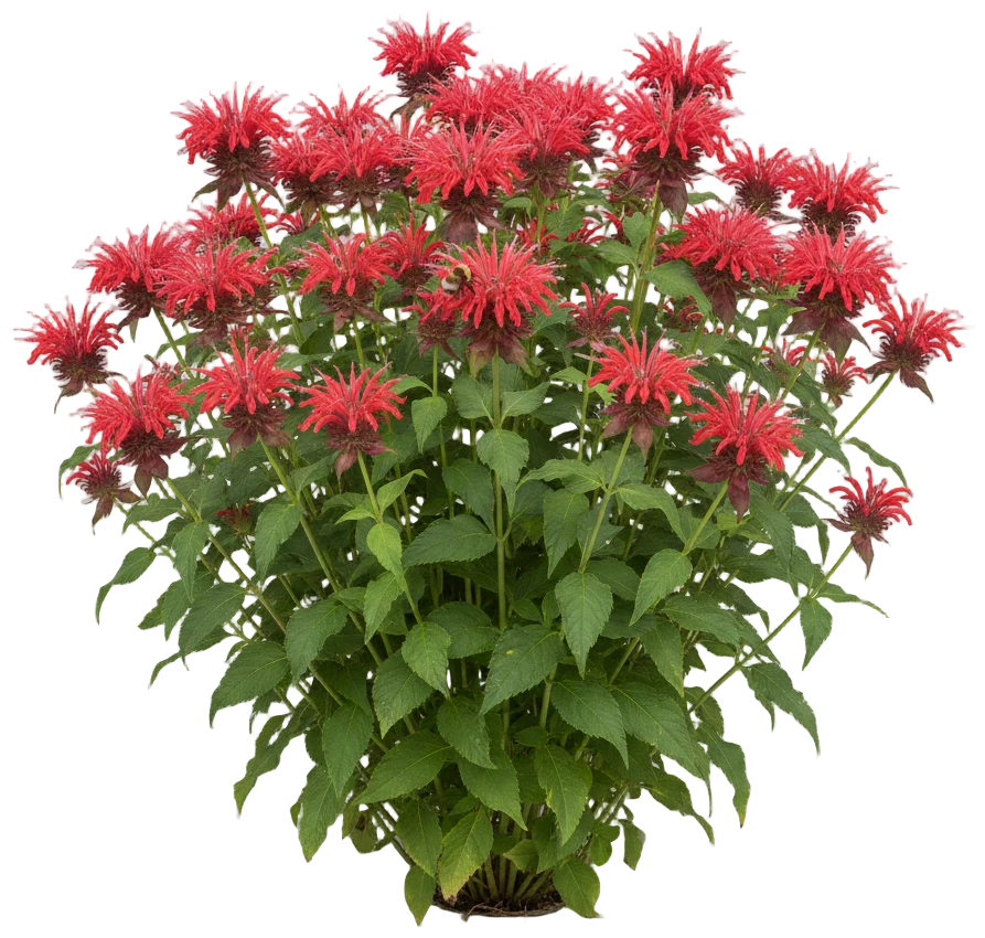 Bee Balm cut-out illustration