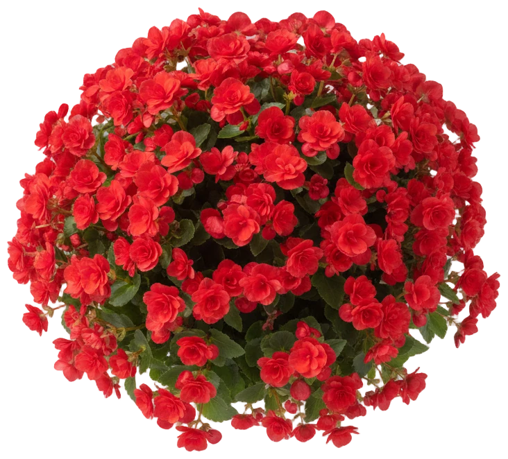 Begonia cut-out illustration