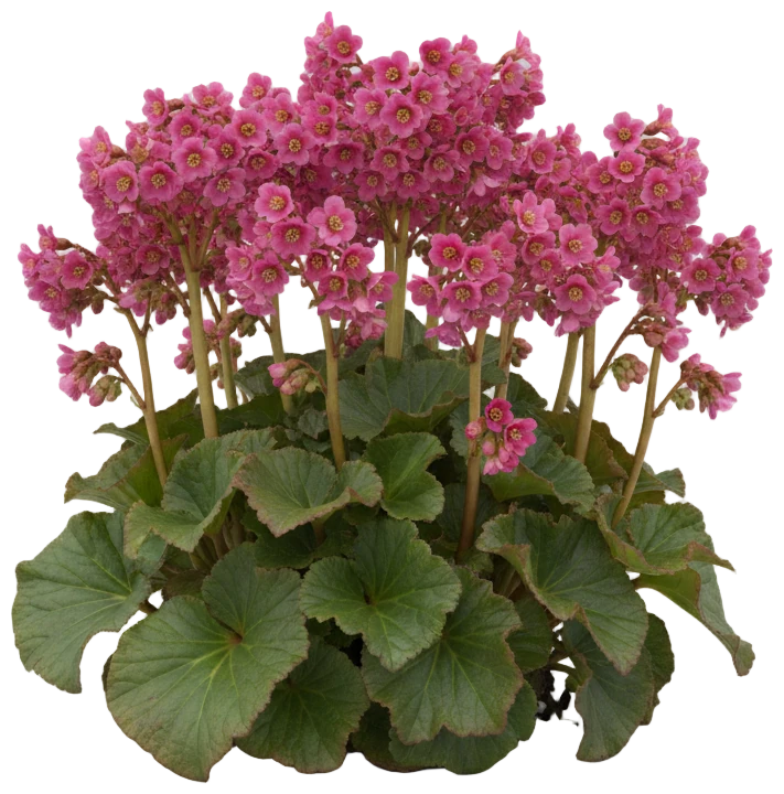 Bergenia cut-out illustration
