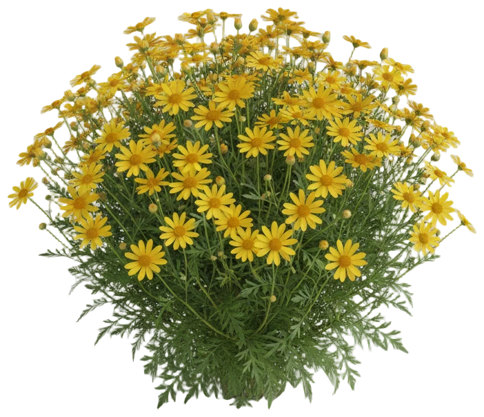 Bidens cut-out illustration
