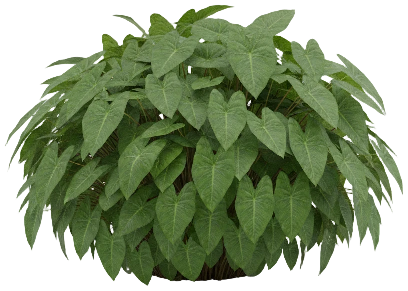 Caladium cut-out illustration