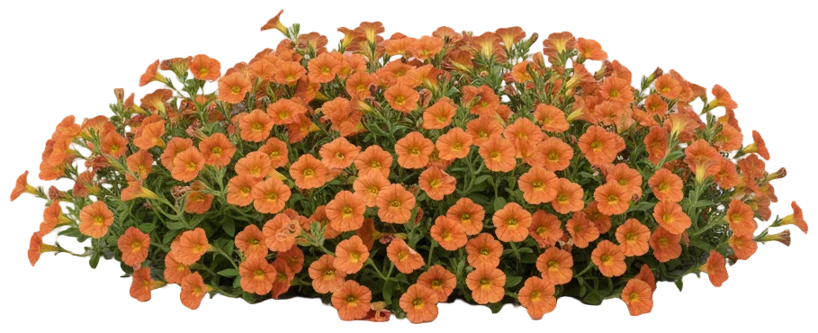 Calibrachoa cut-out illustration