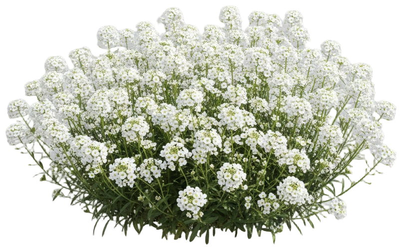 Candytuft cut-out illustration