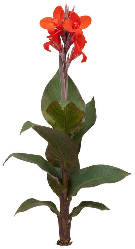 Canna Lily cut-out illustration