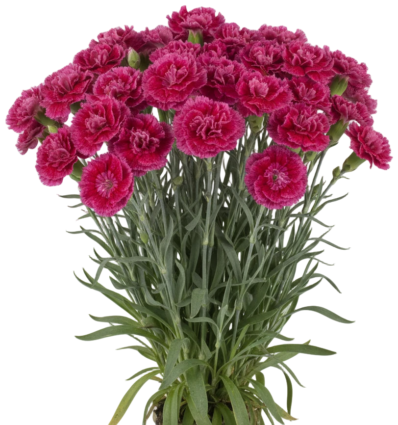 Carnation cut-out illustration