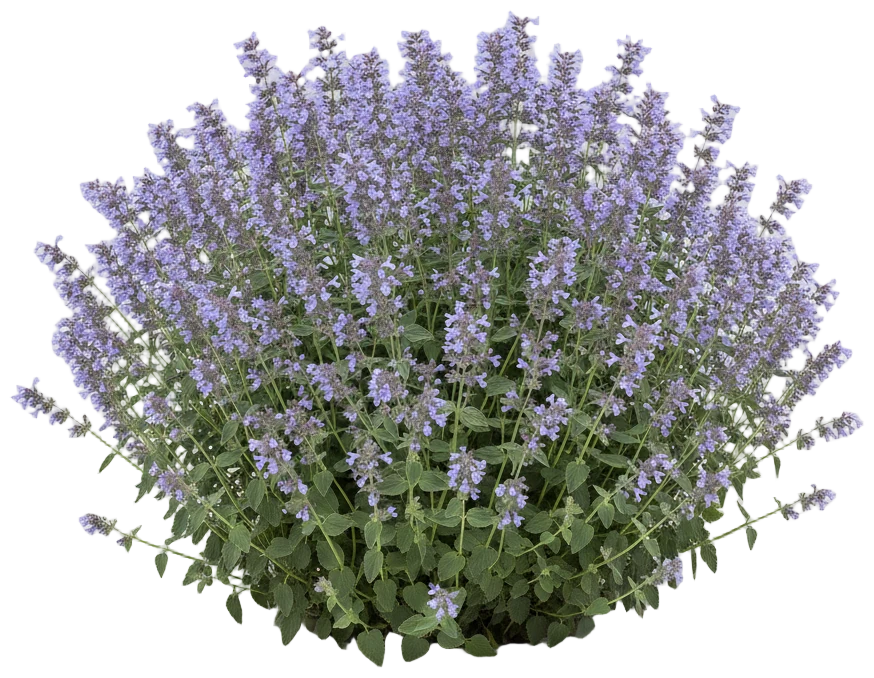 Catmint cut-out illustration