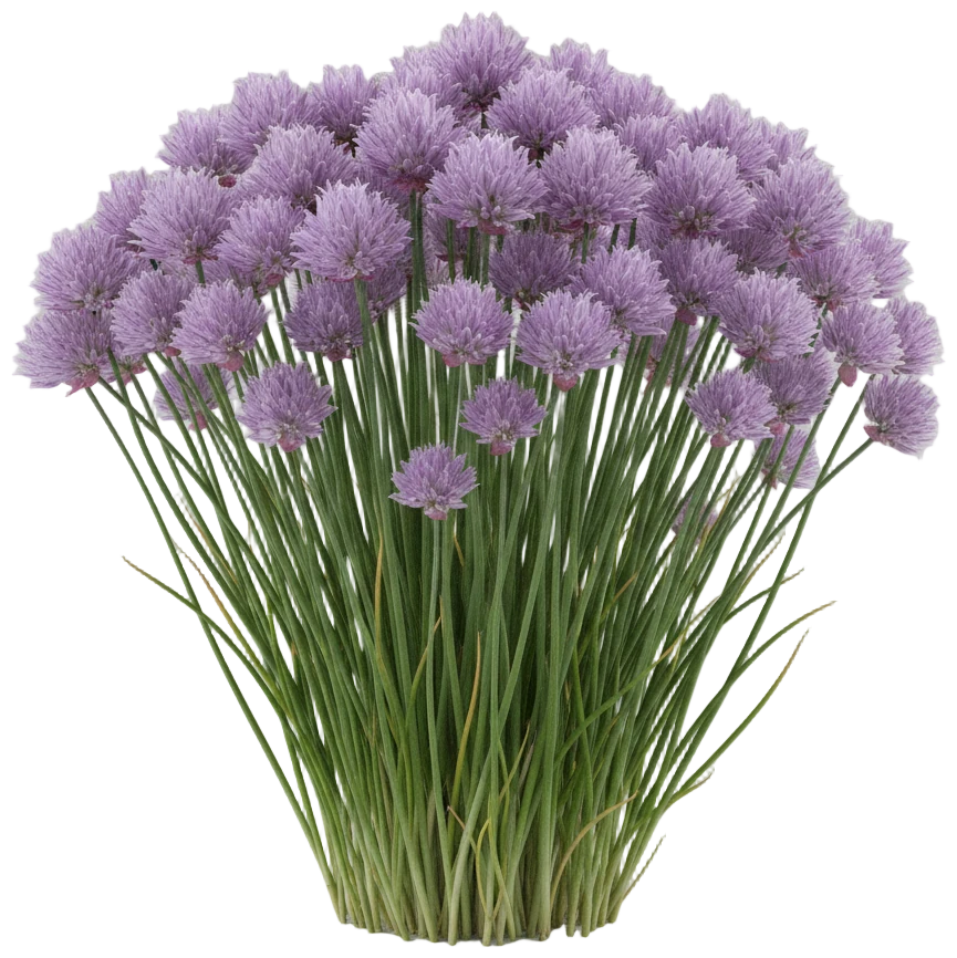 Chives cut-out illustration