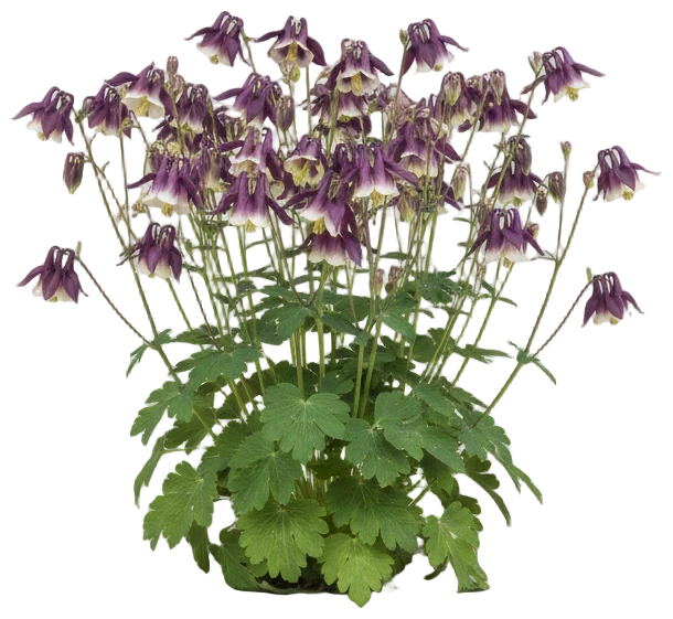 Columbine cut-out illustration