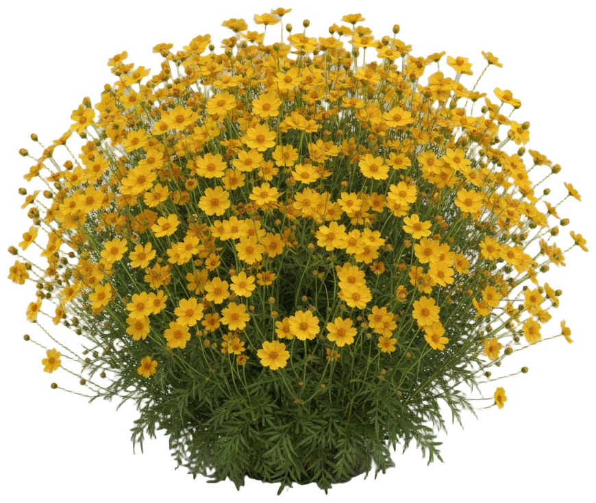 Coreopsis cut-out illustration