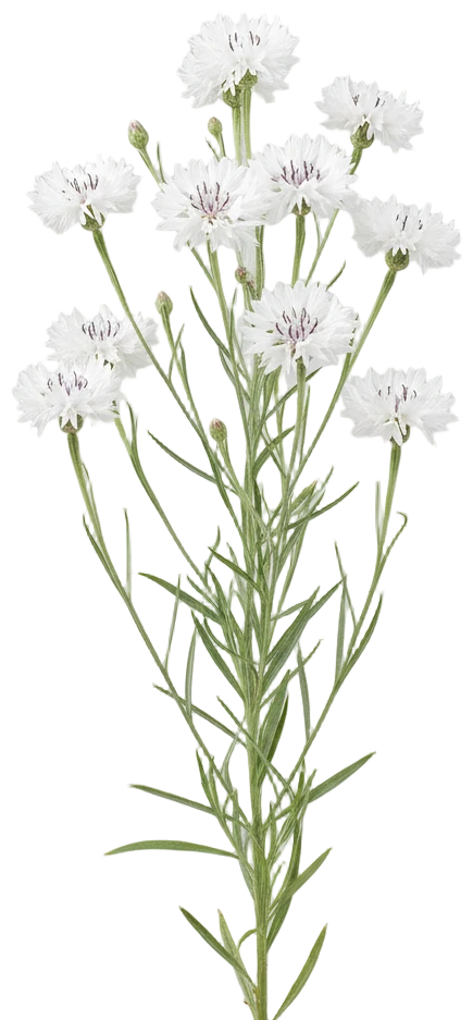 White Bachelor's Button cut-out illustration