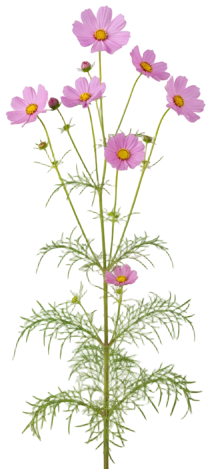 Cosmos cut-out illustration