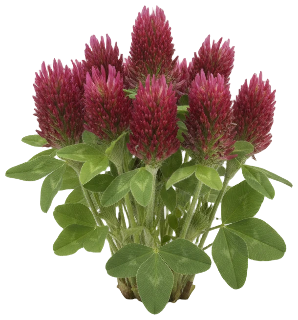Crimson Clover cut-out illustration