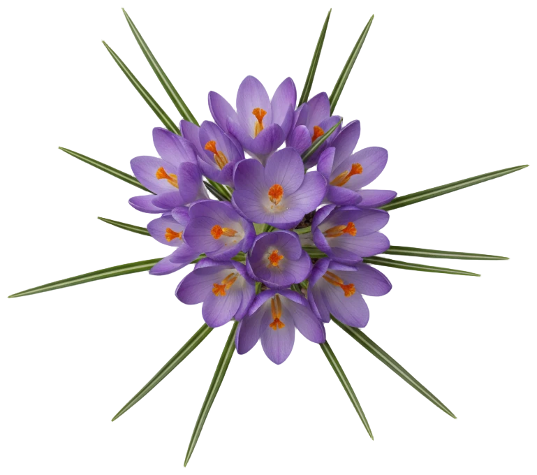 Remembrance cut-out illustration