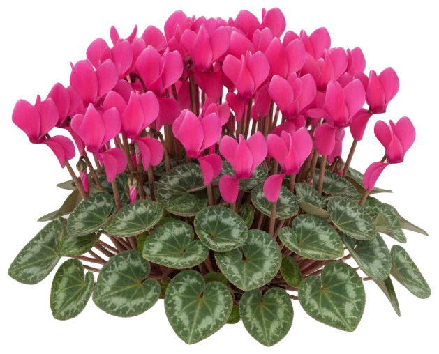 Cyclamen cut-out illustration
