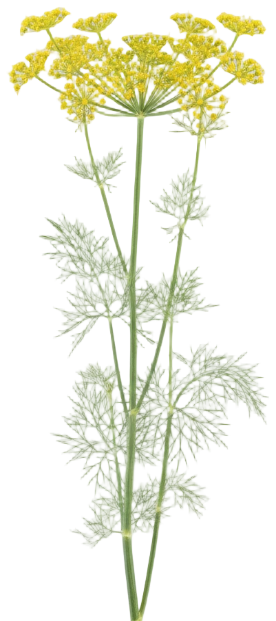 Dill cut-out illustration