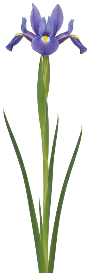 Dutch Iris cut-out illustration