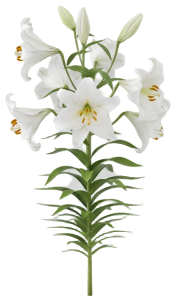 Easter Lily cut-out illustration