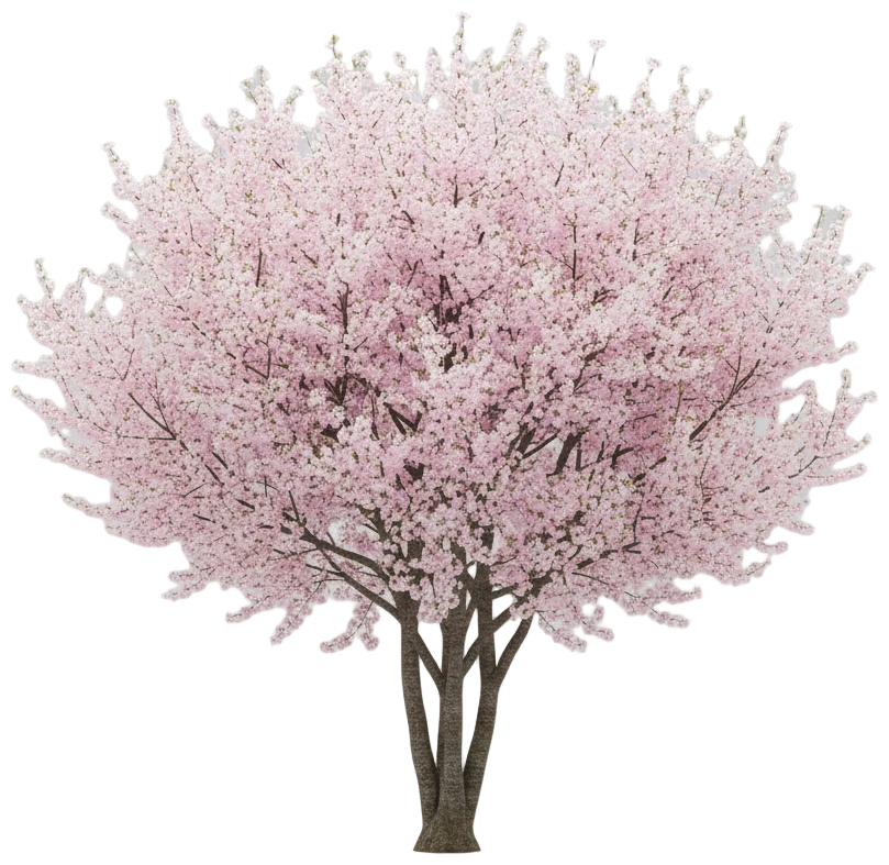 Flowering Cherry cut-out illustration