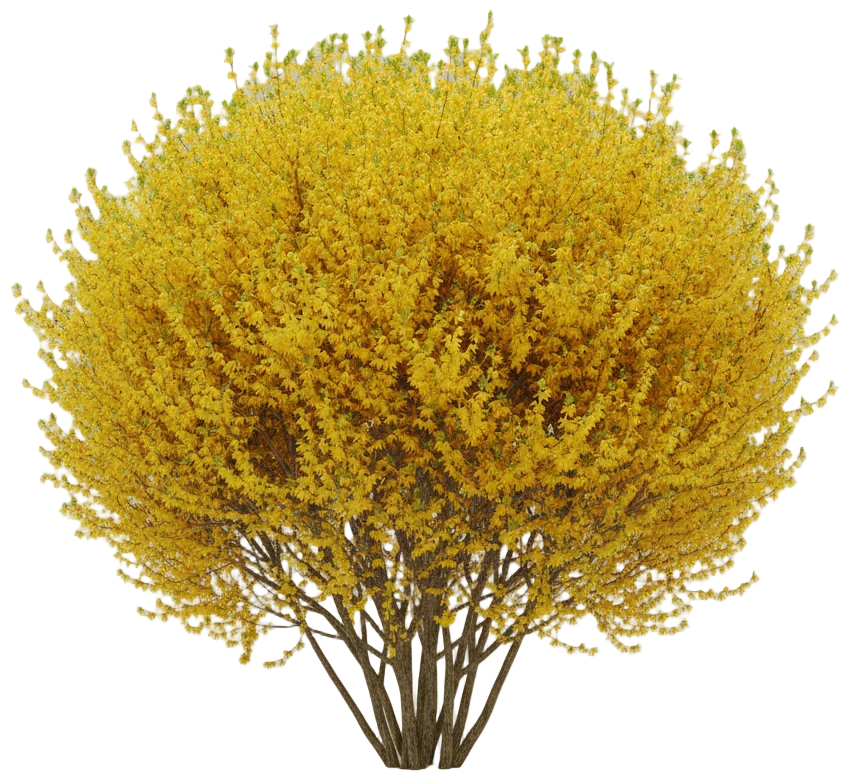 Forsythia cut-out illustration