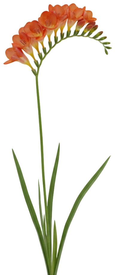 Orange Freesia cut-out illustration