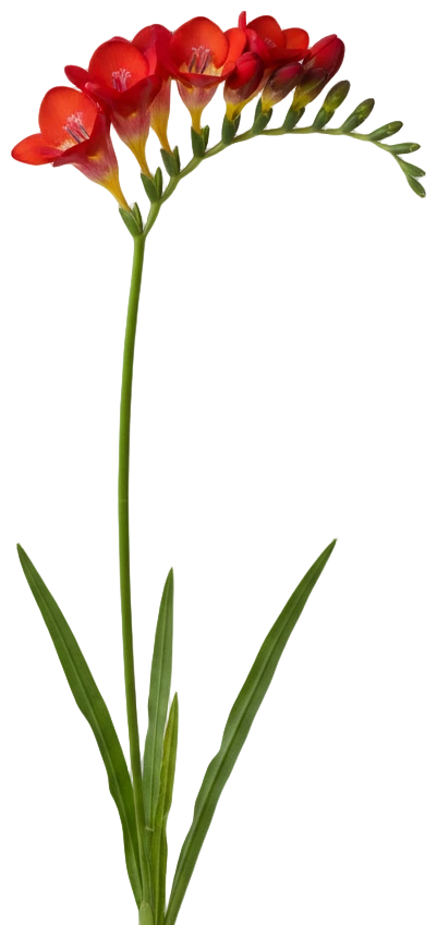Red Freesia cut-out illustration