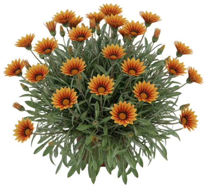 Gazania cut-out illustration