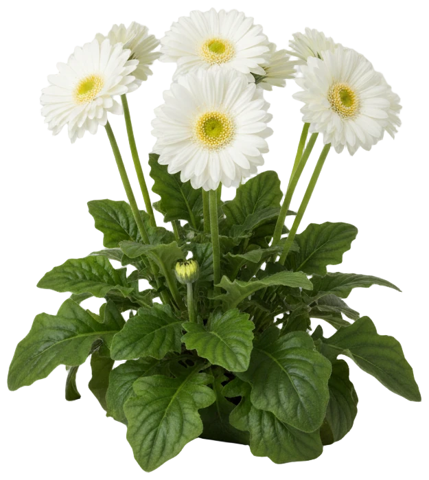 White Gerbera cut-out illustration
