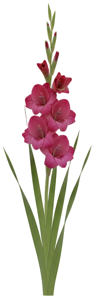 Gladiolus cut-out illustration