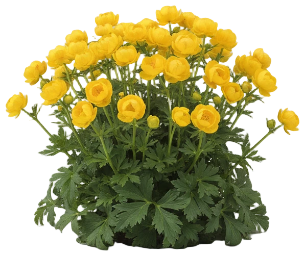 Globeflower cut-out illustration