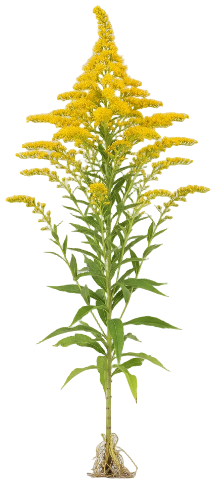 Goldenrod cut-out illustration